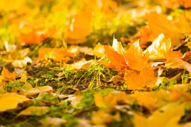 Sarı yaprakları yere. Düşen yaprakları ile sonbahar deseni. Altın Sonbahar parkında yaprakları. Sonbahar yalnızlık. Bulanık arka plan