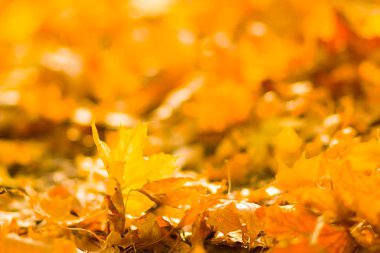 Sarı yaprakları yere. Düşen yaprakları ile sonbahar deseni. Altın Sonbahar parkında yaprakları. Sonbahar yalnızlık. Bulanık arka plan