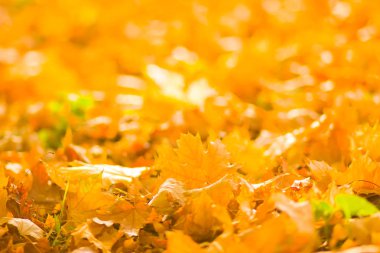 Sarı yaprakları yere. Düşen yaprakları ile sonbahar deseni. Altın Sonbahar parkında yaprakları. Sonbahar yalnızlık. Bulanık arka plan