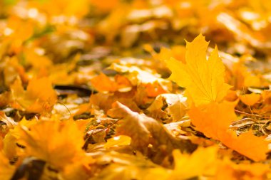 Sarı yaprakları yere. Düşen yaprakları ile sonbahar deseni. Altın Sonbahar parkında yaprakları. Sonbahar yalnızlık. Bulanık arka plan