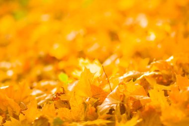 Sarı yaprakları yere. Düşen yaprakları ile sonbahar deseni. Altın Sonbahar parkında yaprakları. Sonbahar yalnızlık. Bulanık arka plan