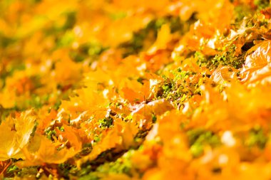 Sarı yaprakları yere. Düşen yaprakları ile sonbahar deseni. Altın Sonbahar parkında yaprakları. Sonbahar yalnızlık. Bulanık arka plan