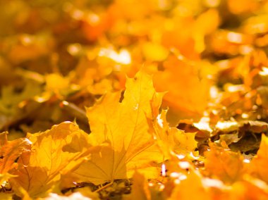 Sarı yaprakları yere. Düşen yaprakları ile sonbahar deseni. Altın Sonbahar parkında yaprakları. Sonbahar yalnızlık. Bulanık arka plan