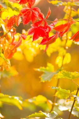 Bulanık arka planda vahşi üzüm renkli yaprakları. Güneşte sonbahar renkli yaprakları. Sarı yaprakları arka plan. Boşluk Kopyala