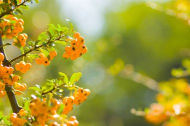 Pyracantha sarı çilek dalları üzerinde. Firethorn (Pyracantha coccinea) meyveleri bulanık arka planda. Sonbahar bahçesinde olgun meyveler