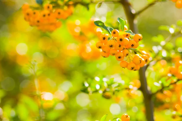 Pyracantha Yellow Berries Branches Firethorn Pyracantha Coccinea Berries Blurred Background — Stock Photo, Image
