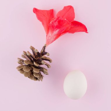 Pastel arka planda gerçeküstü bir kavram. Çam kozalağı, gladyolus çiçek ve yumurta. Pembe arka plan üzerinde kırmızı çiçek ile Yaratıcı kavram. Yeni bir hayat