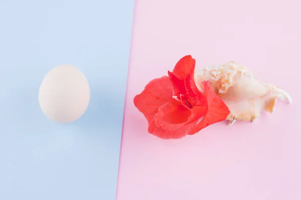 Surrealistisches Konzept Auf Pastellfarbenem Hintergrund Muschel Gladiolenblume Und Kreatives Konzept — Stockfoto