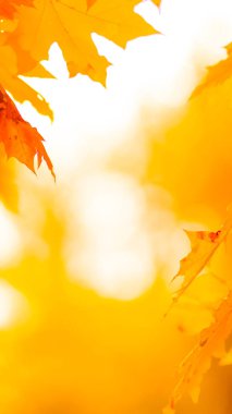 Ağaçta turuncu yapraklar. Bulanık arka planda sarı akçaağaç yaprakları. Sonbahar parkında altın yapraklar. Geniş ekran. Kopyalama alanı