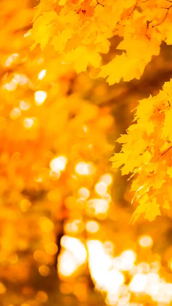 オレンジが木に残る黄色のカエデの葉がぼやけた背景に 秋の公園の黄金の葉 ワイド スクリーン スペースのコピー — ストック写真
