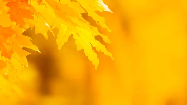 Hojas Naranjas Árbol Hojas Arce Amarillo Sobre Fondo Borroso Hojas —  Fotos de Stock