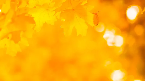 Foglie Arancio Albero Foglie Acero Giallo Sfondo Sfocato Foglie Oro — Foto Stock