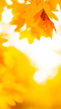 Ağaçta turuncu yapraklar. Bulanık arka planda sarı akçaağaç yaprakları. Sonbahar parkında altın yapraklar. Geniş ekran. Kopyalama alanı