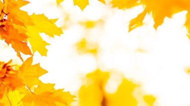 Ağaçta turuncu yapraklar. Bulanık arka planda sarı akçaağaç yaprakları. Sonbahar parkında altın yapraklar. Geniş ekran. Kopyalama alanı