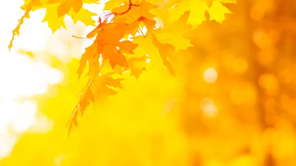 Оранжевые Листья Дереве Желтый Клен Листья Размытом Фоне Золотые Листья — стоковое фото