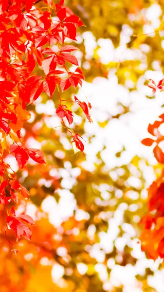秋天的叶子在阳光下 野生葡萄的五颜六色的叶子 藤蔓上的红叶 — 图库照片