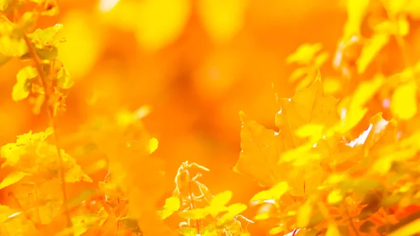 Orange Maple Leaves Blurred Background Orange Leaves Tree Golden Leaves — Stock Photo, Image