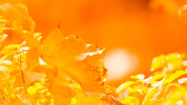 Orange Maple Leaves Blurred Background Orange Leaves Tree Golden Leaves — Stock Photo, Image