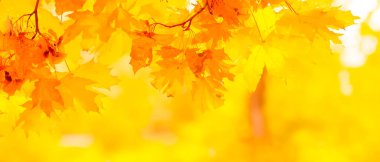 Ağaçta turuncu yapraklar. Bulanık arka planda sarı akçaağaç yaprakları. Sonbahar parkında altın yapraklar. Geniş ekran. Kopyalama alanı