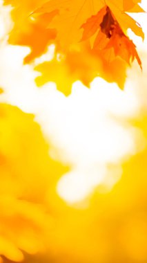 Ağaçta turuncu yapraklar. Bulanık arka planda sarı akçaağaç yaprakları. Sonbahar parkında altın yapraklar. Geniş ekran. Kopyalama alanı