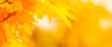 Ağaçta turuncu yapraklar. Bulanık arka planda sarı akçaağaç yaprakları. Sonbahar parkında altın yapraklar. Geniş ekran. Kopyalama alanı