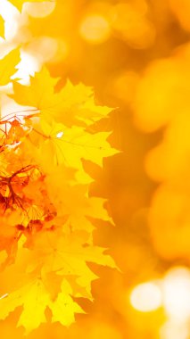 Ağaçta turuncu yapraklar. Bulanık arka planda sarı akçaağaç yaprakları. Sonbahar parkında altın yapraklar. Geniş ekran. Kopyalama alanı