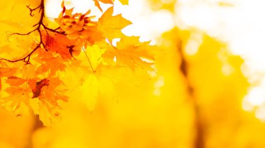 Ağaçta turuncu yapraklar. Bulanık arka planda sarı akçaağaç yaprakları. Sonbahar parkında altın yapraklar. Geniş ekran. Kopyalama alanı