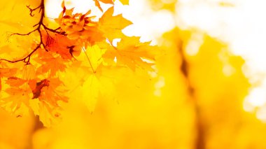 Ağaçta turuncu yapraklar. Bulanık arka planda sarı akçaağaç yaprakları. Sonbahar parkında altın yapraklar. Geniş ekran. Kopyalama alanı