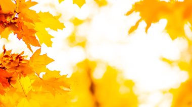 Ağaçta turuncu yapraklar. Bulanık arka planda sarı akçaağaç yaprakları. Sonbahar parkında altın yapraklar. Geniş ekran. Kopyalama alanı