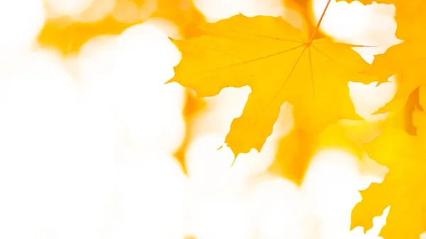 オレンジが木に残る黄色のカエデの葉がぼやけた背景に 秋の公園の黄金の葉 ワイド スクリーン スペースのコピー — ストック写真