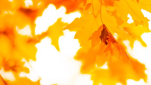 Оранжевые Листья Дереве Желтый Клен Листья Размытом Фоне Золотые Листья — стоковое фото
