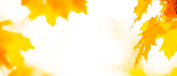 Orangenblätter Einem Baum Gelbe Ahornblätter Auf Verschwommenem Hintergrund Goldene Blätter — Stockfoto