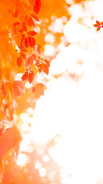 太陽の下で紅葉 野生のブドウのカラフルな葉 つるのひもに赤い葉 ワイド スクリーン — ストック写真