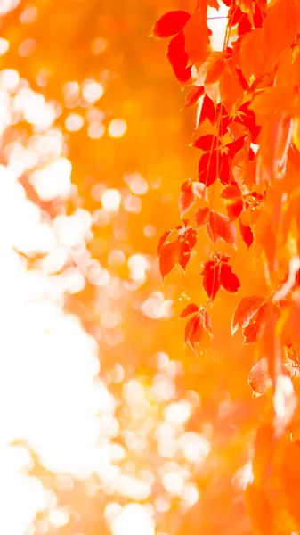太陽の下で紅葉 野生のブドウのカラフルな葉 つるのひもに赤い葉 ワイド スクリーン — ストック写真