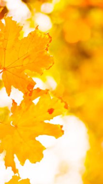 Turuncu akçaağaç bulanık bir arka plan üzerinde bırakır. Ağaçta turuncu yapraklar. Sonbahar parkında altın yapraklar. Geniş ekran