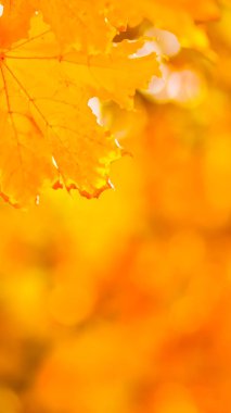 Turuncu akçaağaç bulanık bir arka plan üzerinde bırakır. Ağaçta turuncu yapraklar. Sonbahar parkında altın yapraklar. Geniş ekran