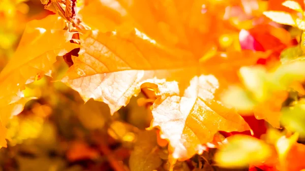 Orange maple leaves on a blurred background. Orange leaves on a tree. Golden leaves in autumn park. Widescreen