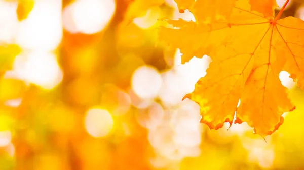 橙色枫叶在模糊的背景 树上的橘子叶 秋天公园的金叶 — 图库照片
