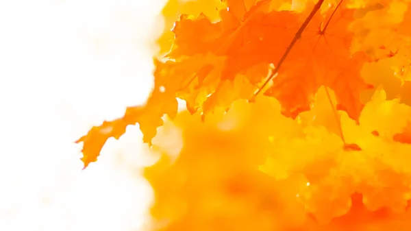 オレンジ色のカエデはぼやけた背景に葉を残します オレンジが木に残る秋の公園の黄金の葉 ワイド スクリーン — ストック写真