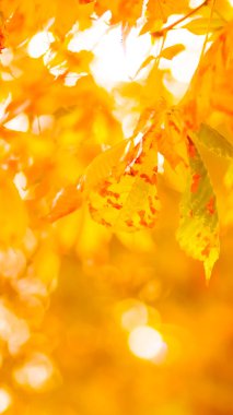 Ağaçta portakal kestanesi yaprakları. Sonbahar parkında altın yapraklar. Bulanık arka planda turuncu yapraklar. Sonbahar konsepti. Geniş ekran