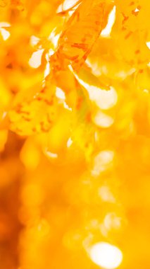 Ağaçta portakal kestanesi yaprakları. Sonbahar parkında altın yapraklar. Bulanık arka planda turuncu yapraklar. Sonbahar konsepti. Geniş ekran