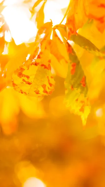 オレンジの栗が木に残っている 秋の公園の黄金の葉 ぼやけた背景にオレンジ色の葉 秋のコンセプト ワイド スクリーン — ストック写真