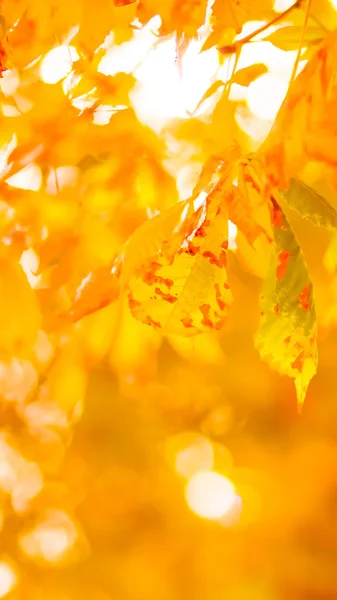 Orange chestnut leaves on the tree. Golden leaves in autumn park. Orange leaves on blurred background. Autumn concept. Widescreen