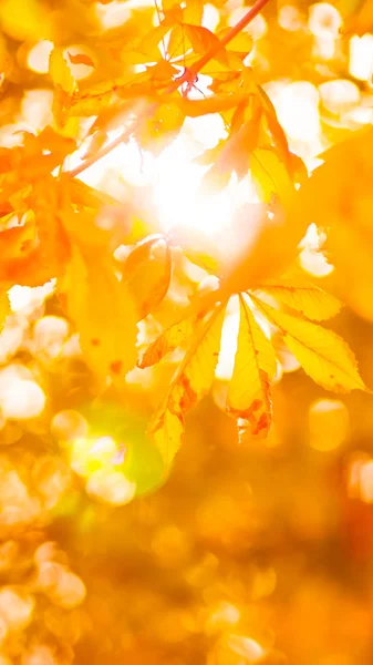 Foglie Castagno Arancione Sull Albero Foglie Oro Nel Parco Autunnale — Foto Stock