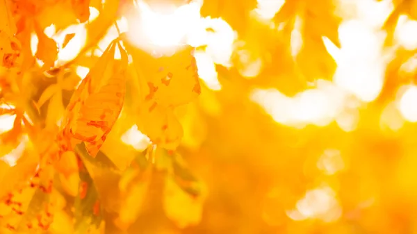 Orange chestnut leaves on the tree. Golden leaves in autumn park. Orange leaves on blurred background. Autumn concept. Widescreen