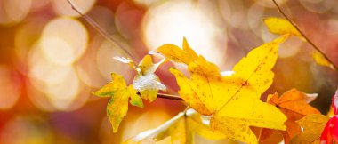 Vahşi üzümlerin kırmızı yaprakları. Arka planı bulanık olan sonbahar üzümleri. Sonbahar arkaplanı. Uzayı kopyala Seçici odak