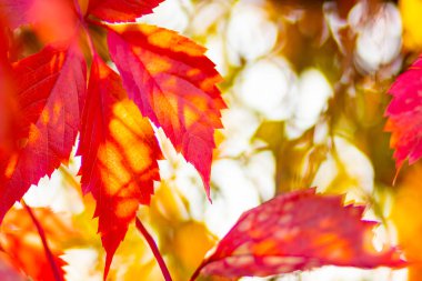 Vahşi üzümlerin kırmızı yaprakları. Arka planı bulanık olan sonbahar üzümleri. Sonbahar arkaplanı. Boşluğu kopyala