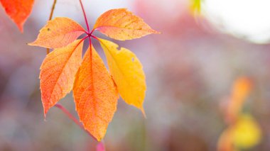 Vahşi üzümlerin kırmızı yaprakları. Arka planı bulanık olan sonbahar üzümleri. Sonbahar arkaplanı. Boşluğu kopyala
