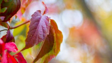 Vahşi üzümlerin kırmızı yaprakları. Arka planı bulanık olan sonbahar üzümleri. Sonbahar arkaplanı. Boşluğu kopyala