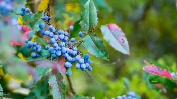 Mahonia Aquifolium Oregon Grape Oregon Grape Ripen Branches Plant Family — Stock Photo, Image